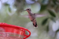 Inviting Birds into Your Yard