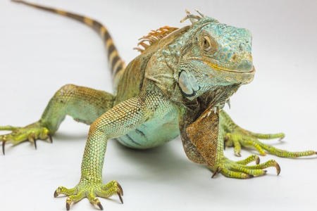 Reptiles @ the Library Reptiles @ the Library