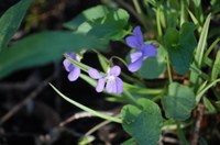 Science Storytime - Flowers