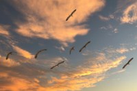 Science Storytime - Just Winging It