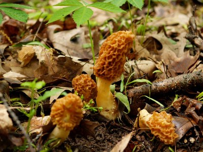 Science Storytime - Marvelous Morels and Other Mushrooms
