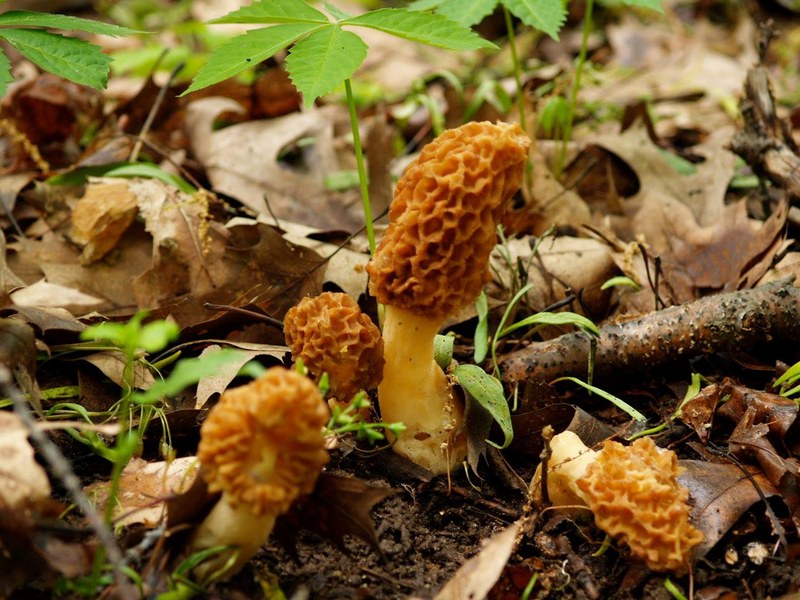 Science Storytime - Marvelous Morels and Other Mushrooms Science Storytime - Marvelous Morels and Other Mushrooms