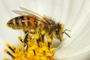 Science Storytime: Springtime Pollinators