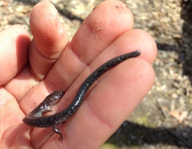 Science Storytime - Salamanders and Vernal Pools