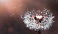 Science Storytime - The Wonderful World of Seeds