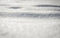 Science Storytime - Tracks in the Snow