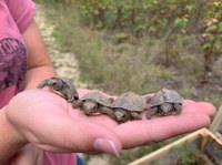 Science Storytime - Shellibrate Turtles