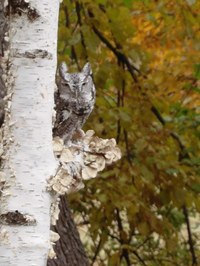 Science Storytime - Whooo’s There?