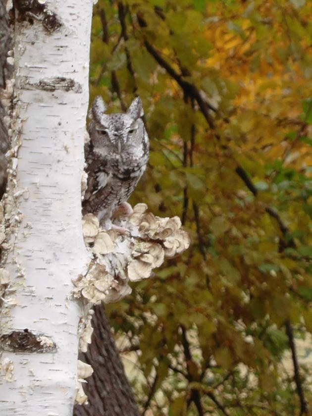 Science Storytime - Whooo’s There? Science Storytime - Whooo’s There?