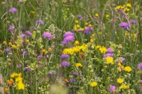Teen Seed Bombs
