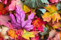 Fri 10/22, Science Storytime: Falling for Fall Foliage