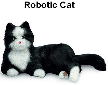 cat.jpg